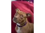 Adopt Mistletoe a Pit Bull Terrier