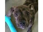 Adopt Chase a Pit Bull Terrier