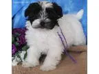 AKC Pebbles