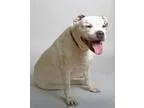 Adopt Russo a American Staffordshire Terrier  Mixed dog in Santa