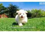 Beautiful Maltipoo Hybrid Male Puppy 4 Sale