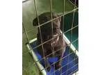 Adopt Nikita a Shepherd Golden Retriever