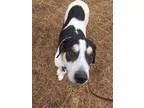 Adopt Kameron a Hound