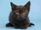 Adopt SAMANTHA a All Black Domestic Mediumhair  Mixed (medium co