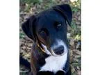 Adopt Vincent a Labrador Retriever