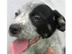 Adopt Burke a Merle Border Collie  Australian Cattle Dog  Mixed 