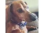 Adopt Hershey Habanero a RedGoldenOrangeCh estnut Dachshund  Mix
