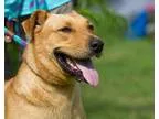Adopt Radar a Labrador Retriever