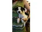 Adopt Hops a White - with Black Hound (Unknown Type)  Shepherd (
