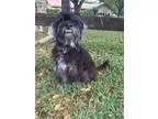 Adopt Nigel a Black - with White Affenpinscher  Shih Tzu  Mixed 