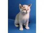 Adopt Fletch a Snowshoe  Mixed (medium coat) cat in Overland Par