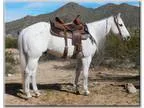 Gorgeous All Around Gelding Fancy Broke and Gentle