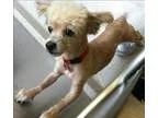 Adopt Jezebel a Poodle (Miniature)  Mixed dog in Oakland CA (155