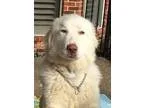 Adopt Natalie (S) a Great Pyrenees