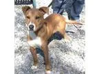 Adopt Zippy a Collie Labrador Retriever