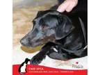 Adopt Rosie a Dachshund