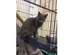 Adopt Ghost a Gray Blue or Silver Tabby Domestic Shorthair (shor
