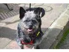Adopt Candy a Black Poodle (Miniature)  Mixed dog in Washington 
