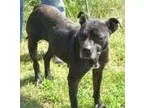 Adopt Zoey D24 a Black Pit Bull Terrier  Mixed dog in Mineral VA