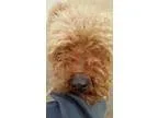 Adopt Rocky a BrownChocolate Poodle (Miniature)  Mixed dog in Oa