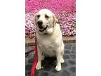 Jane - Female Labrador Retriever Mix