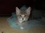 Adopt Jules a Gray or Blue (Mostly) Domestic Shorthair  Mixed (s