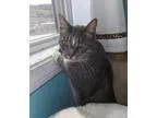 Adopt Jack a Domestic Shorthair  Mixed (short coat) cat in Orlea