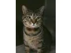 Adopt Sweetie a Brown Tabby Domestic Shorthair (short coat) cat 