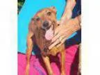 Adopt Hubert a Miniature Pinscher