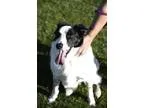 Landon - Male Italian GreyhoundLabrador Retriever Mix