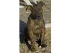 Adopt Finn a Tabby - Grey