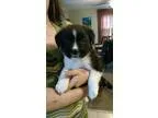 Adopt Barley a White - with Black Hound (Unknown Type)  Shepherd