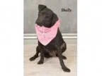 Adopt Shelly (Adoption Pending) a Labrador Retriever