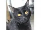 Adopt Dahlia (FCID - WC Pet Supplies Plus) a Domestic Short