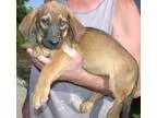 Adopt BASSET GIRLS C a BrownChocolate - with Black Basset Hound 