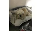 Adopt Anthony a Shih Tzu