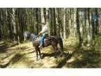 Tennessee WalkerTrail Horse