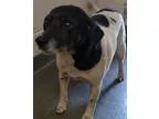 Adopt 19516 Taken Rescued a Black - with White Rat Terrier  Mixe