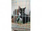 Adopt Mits-Come meet me at Pet Supplies Plus in Bedford