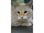 Adopt Jimi a Siamese  Mixed cat in Walla Walla WA (15538123)