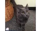 Adopt Voltaire a Domestic Longhair  Mixed cat in Norfolk VA (155