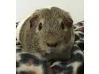 Adopt Rocky a Guinea Pig