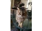 Adopt Hawk a Brown Tabby Maine Coon  Mixed (medium coat) cat in 