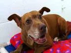 Adopt MAGGIE a BrownChocolate Pit Bull Terrier  Mixed dog in Tac