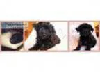 Designer Breed Yorkiepoo