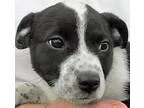 Adopt Brighton a Border Collie Australian Cattle Dog (Blue Heele