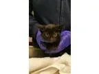 Adopt Jillian a All Black Domestic Shorthair  Mixed cat in Santa