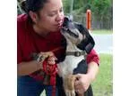 Adopt Pearl a Catahoula Leopard Dog  Mixed dog in Darien GA (154