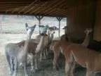 Apacas for sale - Price .