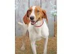 Adopt Cappy a Treeing Walker Coonhound  Mixed dog in Inverness F